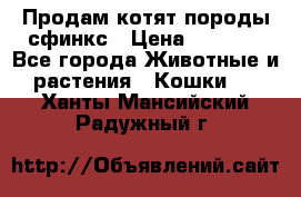 Продам котят породы сфинкс › Цена ­ 4 000 - Все города Животные и растения » Кошки   . Ханты-Мансийский,Радужный г.